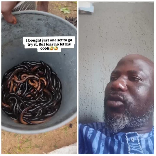 Eels in Bucket with Humor