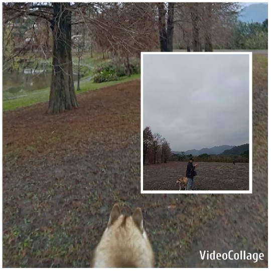 Dog in Wooded Landscape