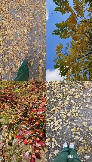 Autumn Leaves and Colorful Foliage