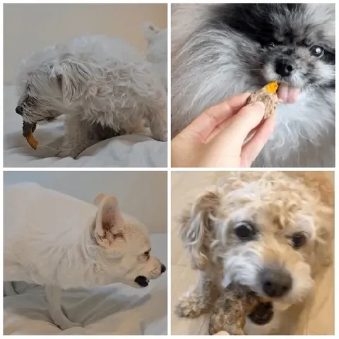 Small Dogs Enjoying Treats