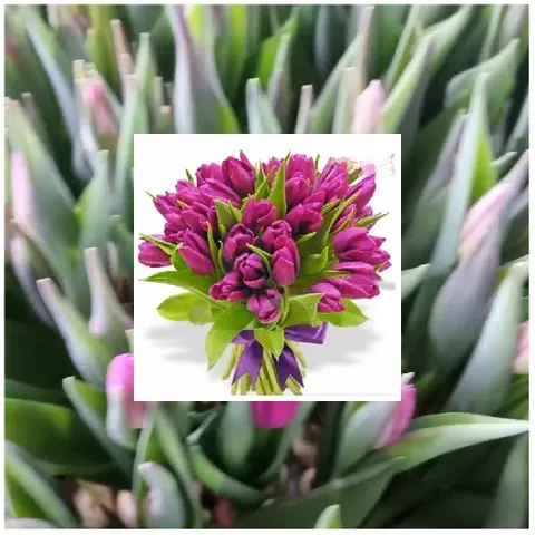 Vibrant Bouquet of Purple Flowers