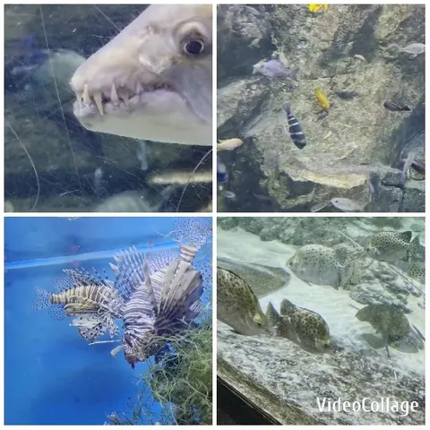 Close-Up of Shark and Fish