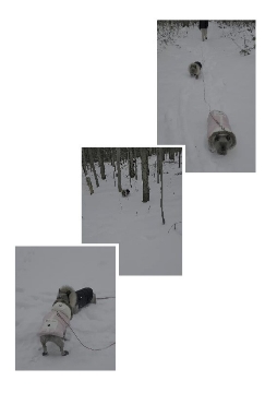 Dog in Snowy Environment