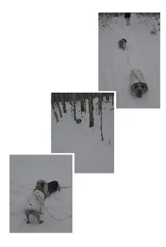 Dog in Snowy Environment