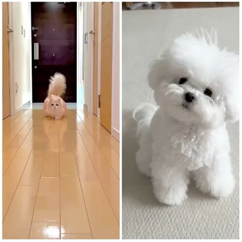 Cat Walking and Dog Sitting