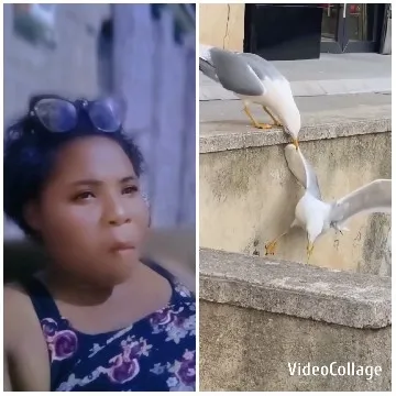 Person Watching Seagulls on Ledge