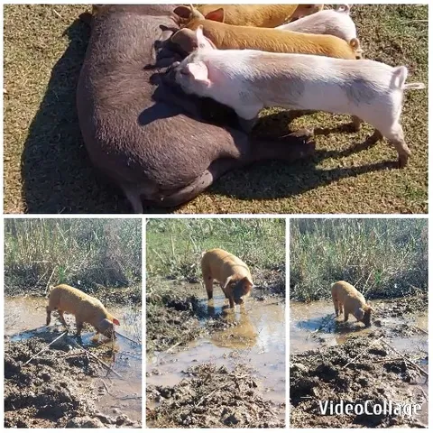Piglets Suckling and Playing in Mud