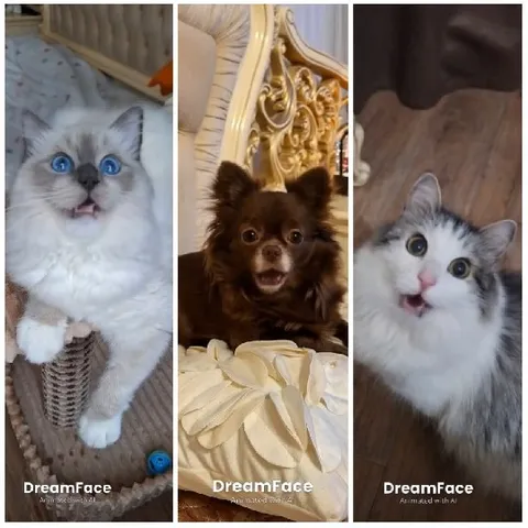 Cats and Dog with Animated Faces