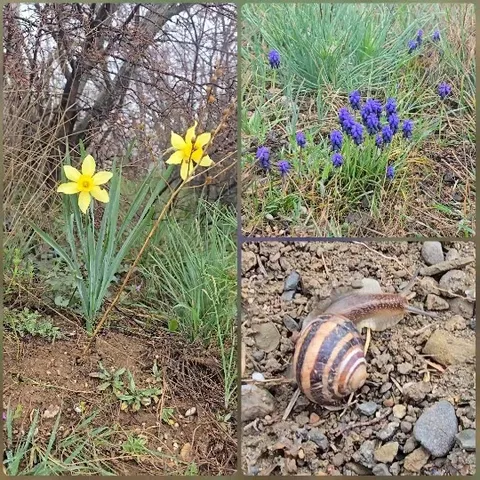 Daffodils and Snail in Nature