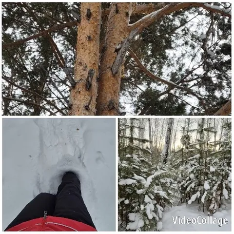 Snowy Trees and Winter Path