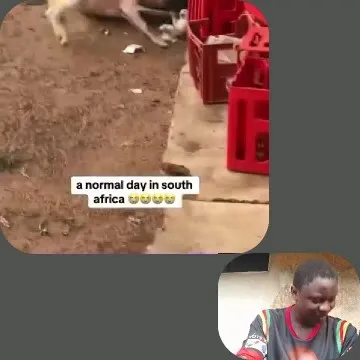 Goat by Red Crate in South Africa
