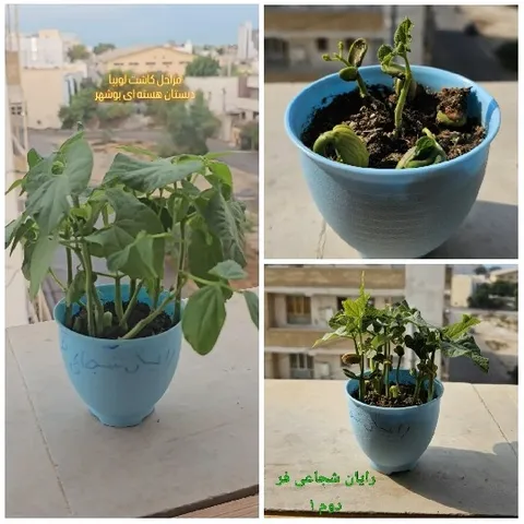 Potted Plants on Ledge