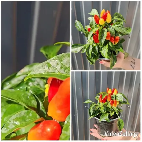 Hand Holding Potted Chili Pepper Plant