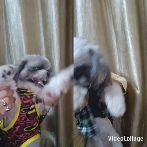 Dog in Colorful Outfit