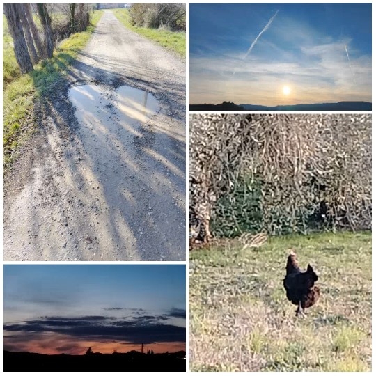 Nature Scenes and a Chicken