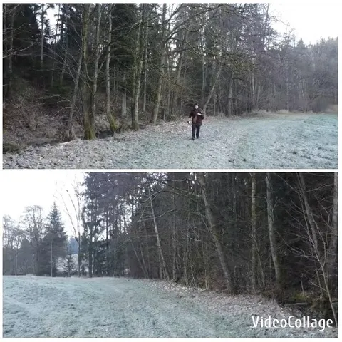 Frosty Path in Wooded Area