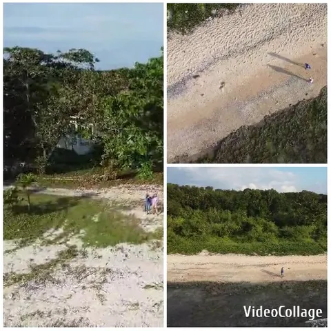 Aerial Views of Sandy Greenery