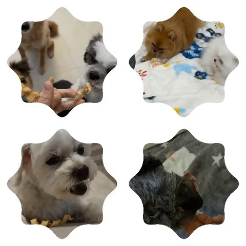 Small Dogs Enjoying Treats