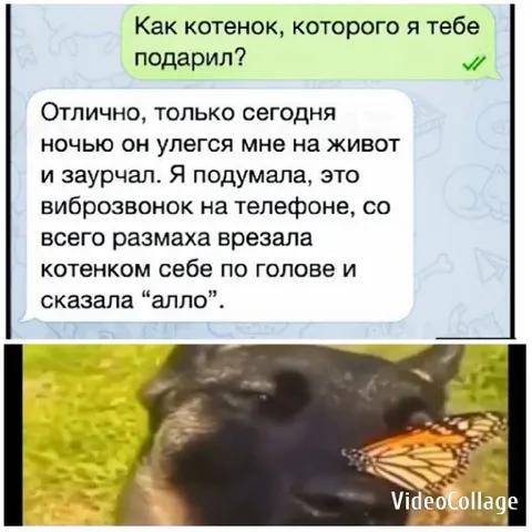Text Conversation About a Kitten