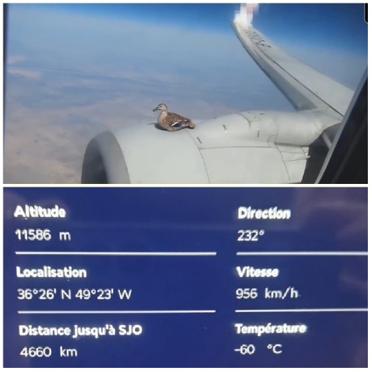 Airplane Window View with Duck