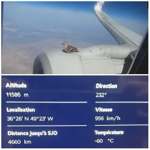Airplane Window View with Duck