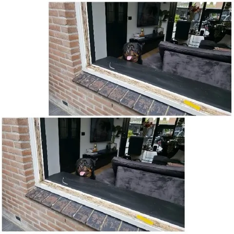 Dog Peeking Through Cozy Window