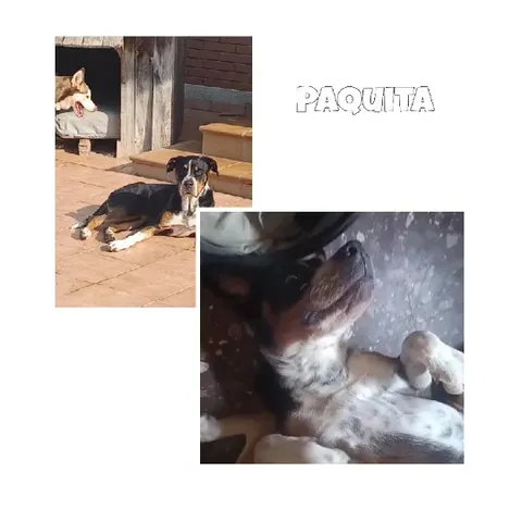 Dog Relaxing Outside and Indoors