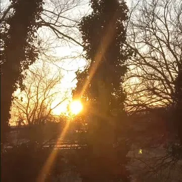 Sunset Silhouette with Trees