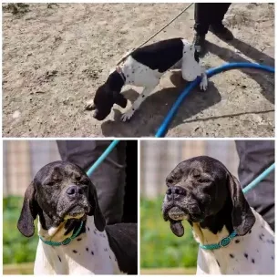Three Pictures of a Black Dog