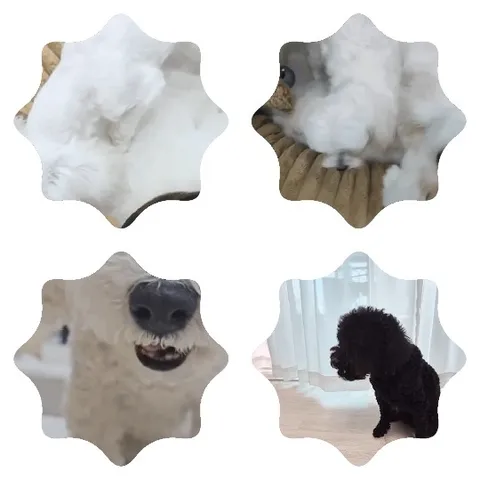 Close-Ups of Dogs on a Bed