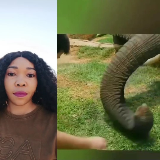 Woman and Elephant Interaction