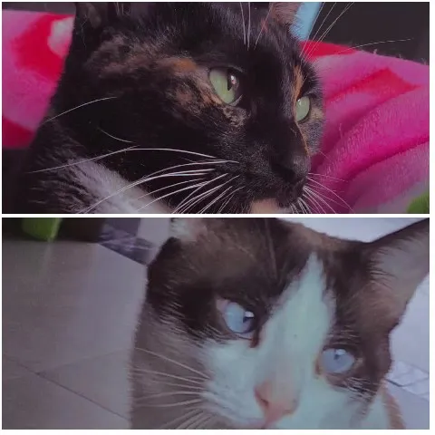 Portraits of Two Cats