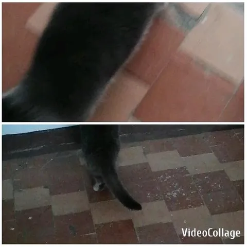 Different Perspectives of a Cat