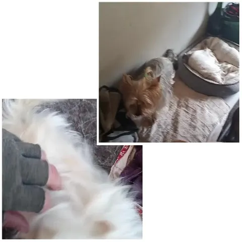 Dog by Bed and Hand Petting