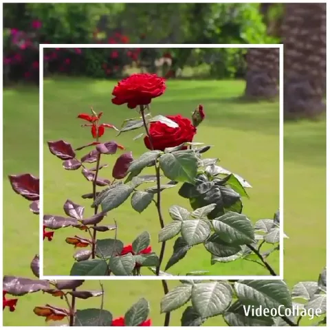 Vibrant Garden with Red Roses