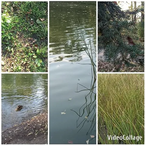Nature Scenes by the Pond