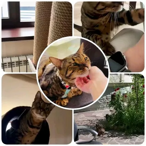 Bengal Cat Playtime and Cuddles