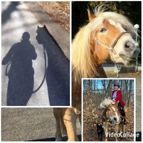 Horse and Shadow on a Path