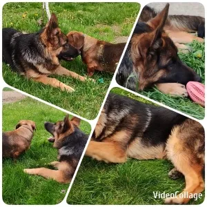 Dogs Playing with Pink Toy
