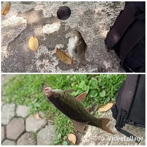 Freshly Caught Fish Leaping in Air