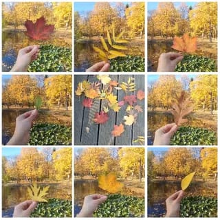Colorful Autumn Leaves Collection