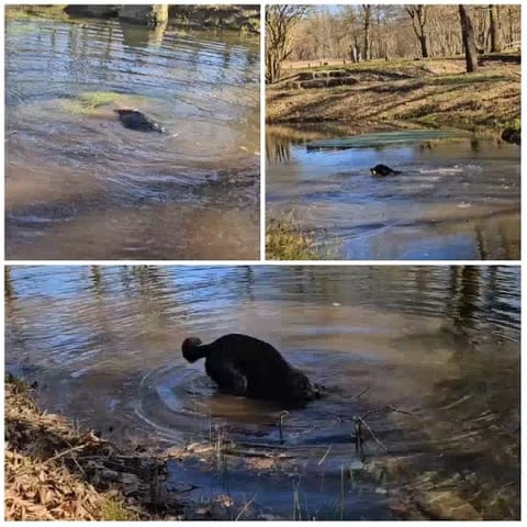 Dog Playing in Small Pond