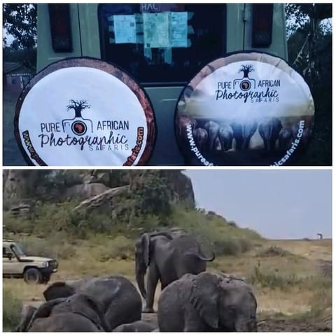 Safari Vehicle with Elephants Nearby
