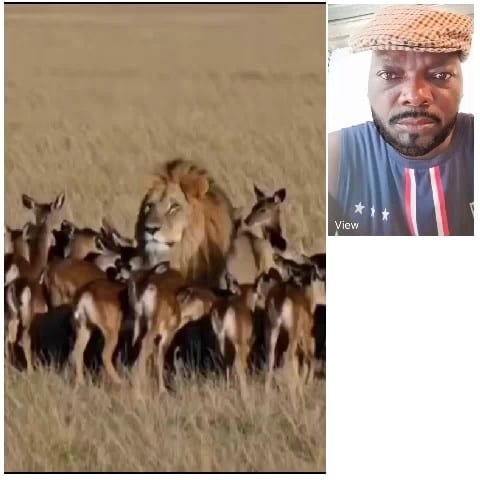 Lion Among Antelopes in Field