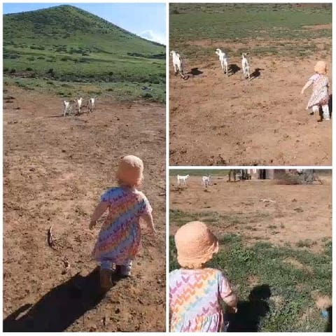 Child Approaching Goats in Field