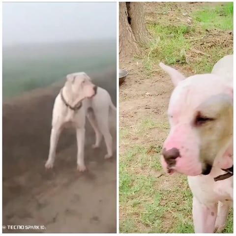White Dog on Foggy Path