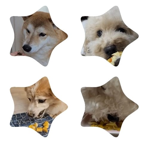 Close-Ups of Different Dogs