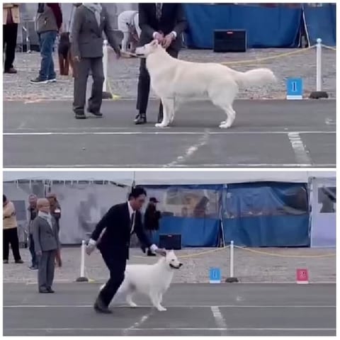 Dog Show with Handlers and Judges