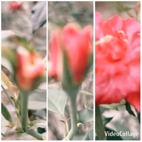 Close-Ups of a Red Flower Bloom