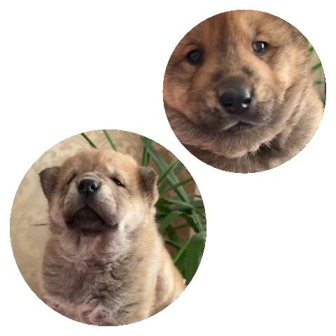 Close-Ups of Fluffy Brown Puppy